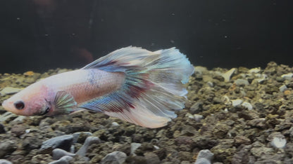 Crystal Halfmoon Male Betta - M019