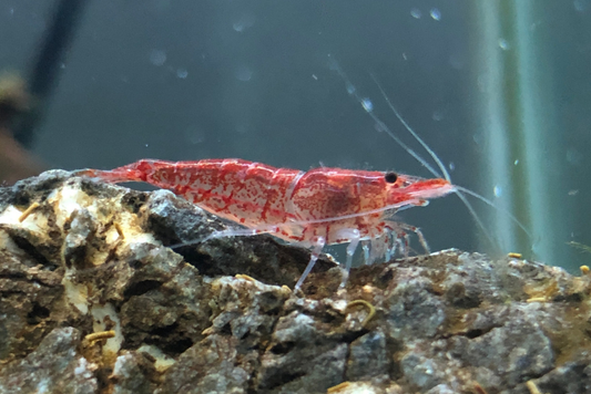 Cherry Shrimp (5+1 Pack)