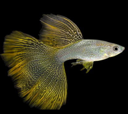 Yellow Metal Snakeskin Guppy